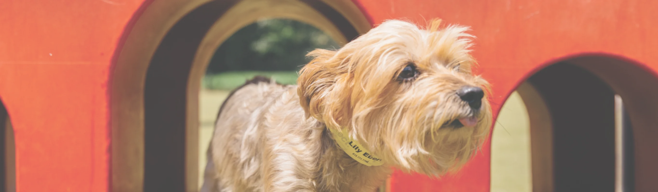 dog with tongue out on play structure. dog with tongue out on play structure.