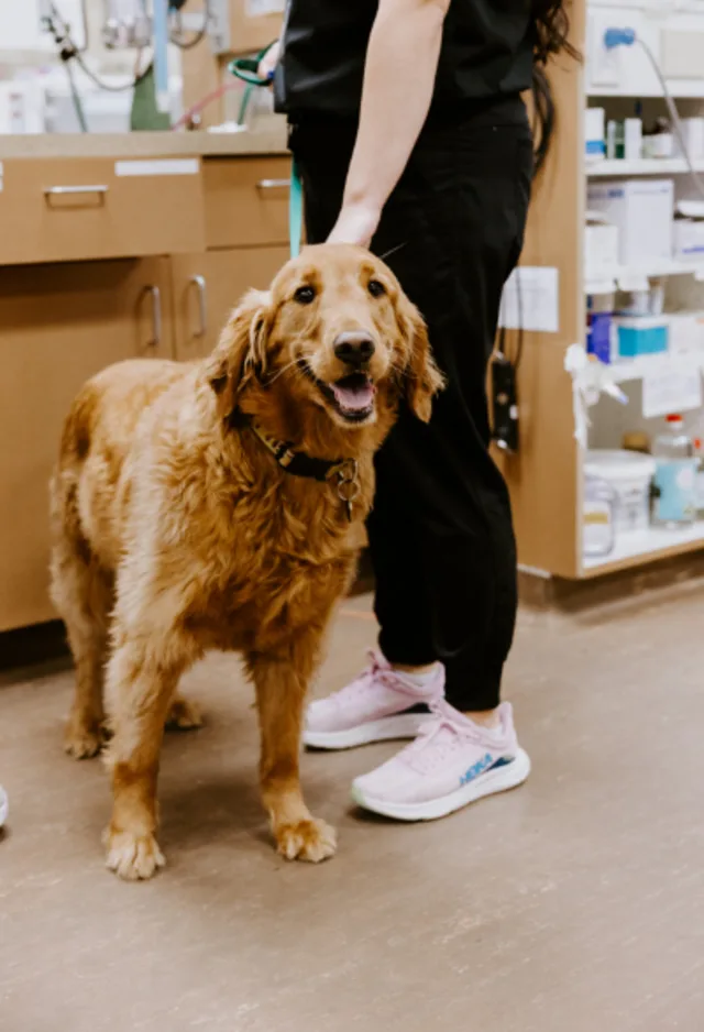 Leashed Golden Retriever Leashed Golden Retriever
