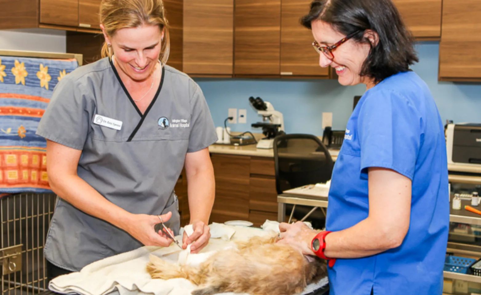 Two Veterinarians Treating a Dog Two Veterinarians Treating a Dog