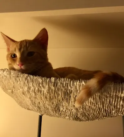 Danielle Calhoun Danielle Calhoun