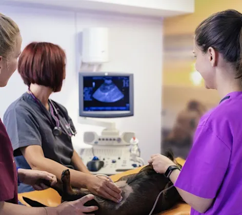 Dog getting an ultrasound Dog getting an ultrasound