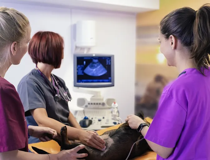 Dog getting an ultrasound Dog getting an ultrasound