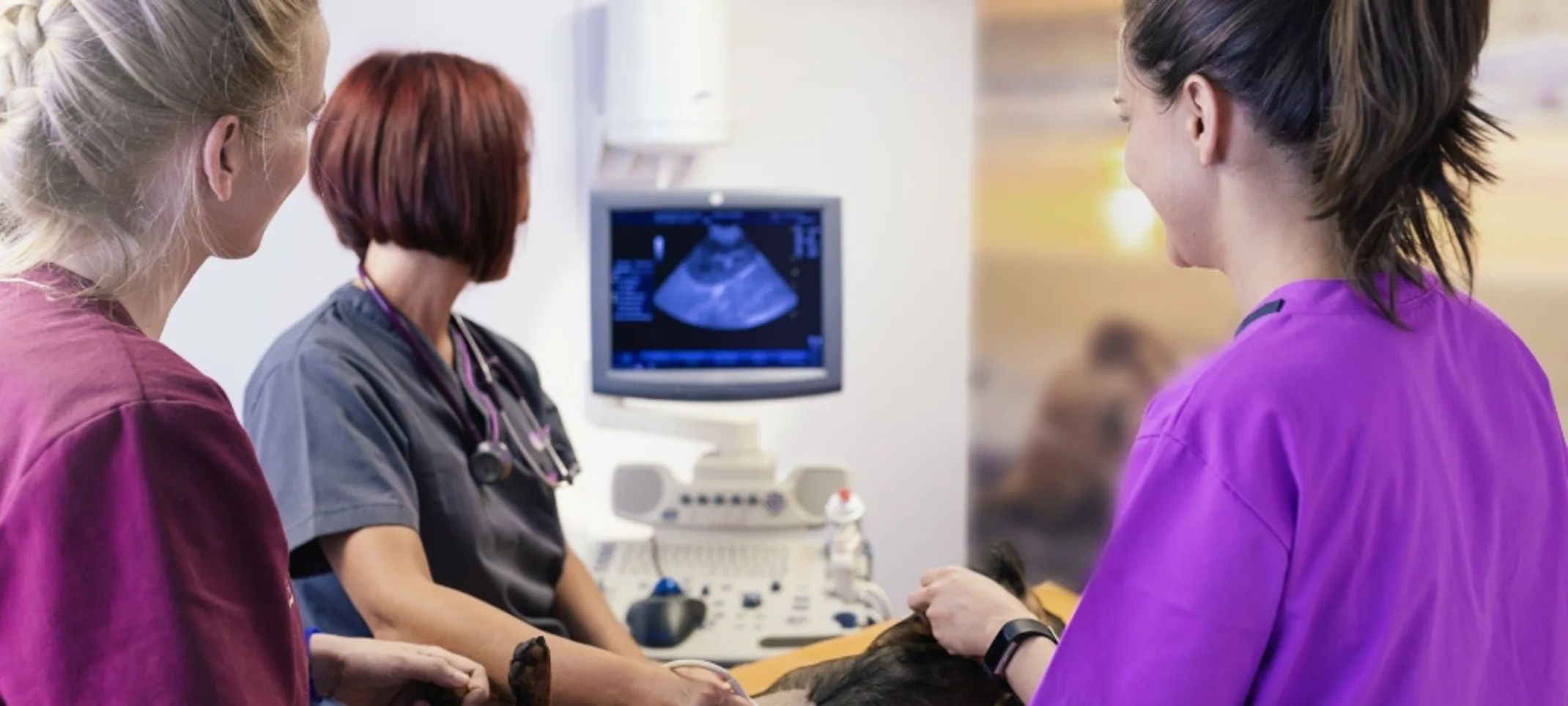 Dog getting an ultrasound Dog getting an ultrasound