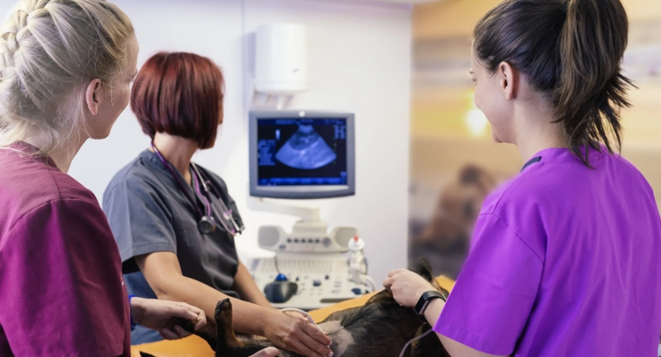 Dog getting an ultrasound Dog getting an ultrasound