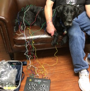 Warren Woods Veterinary Hospital Treatment