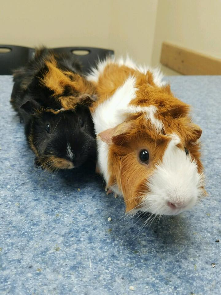 Group of Guinea Pigs on table