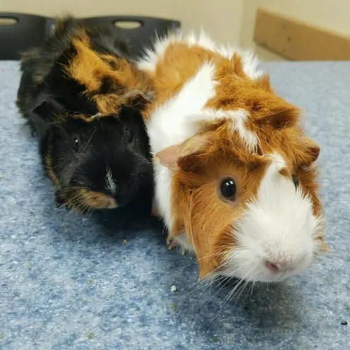 Group of Guinea Pigs on table