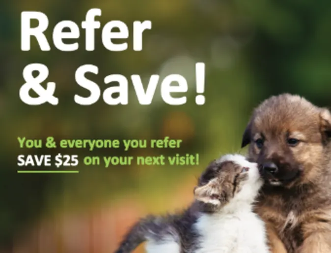 A puppy and kitten standing on a tree stump A puppy and kitten standing on a tree stump