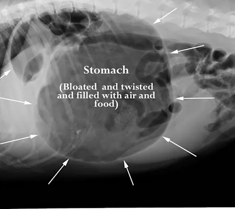 An x-ray of a dog experiencing laparoscopic gastropexy An x-ray of a dog experiencing laparoscopic gastropexy