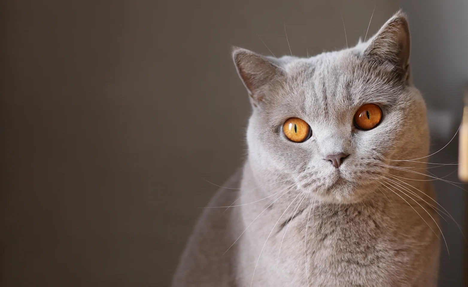 Cat Cat