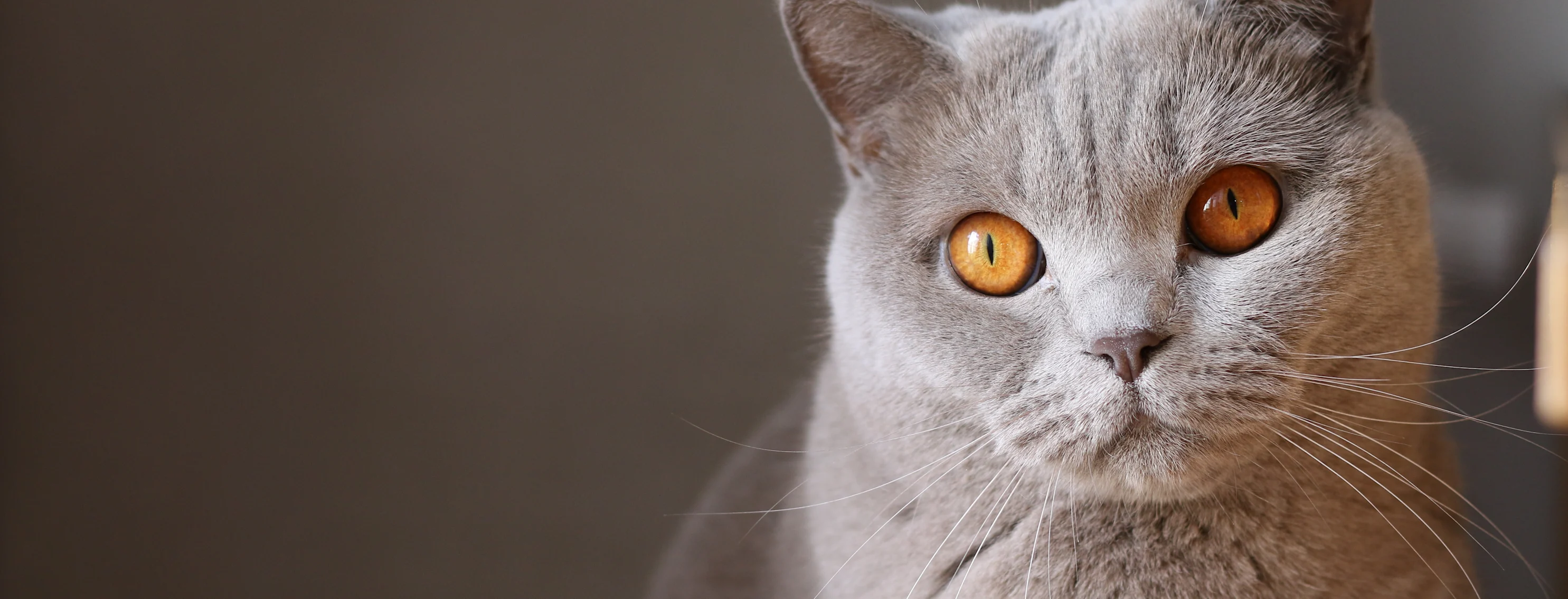 grey cat with orange eyes