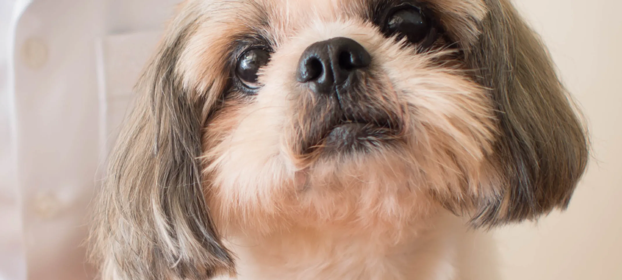 Shih Tzu is getting checked up with a stethoscope by a doctor on a table. Shih Tzu is getting checked up with a stethoscope by a doctor on a table.
