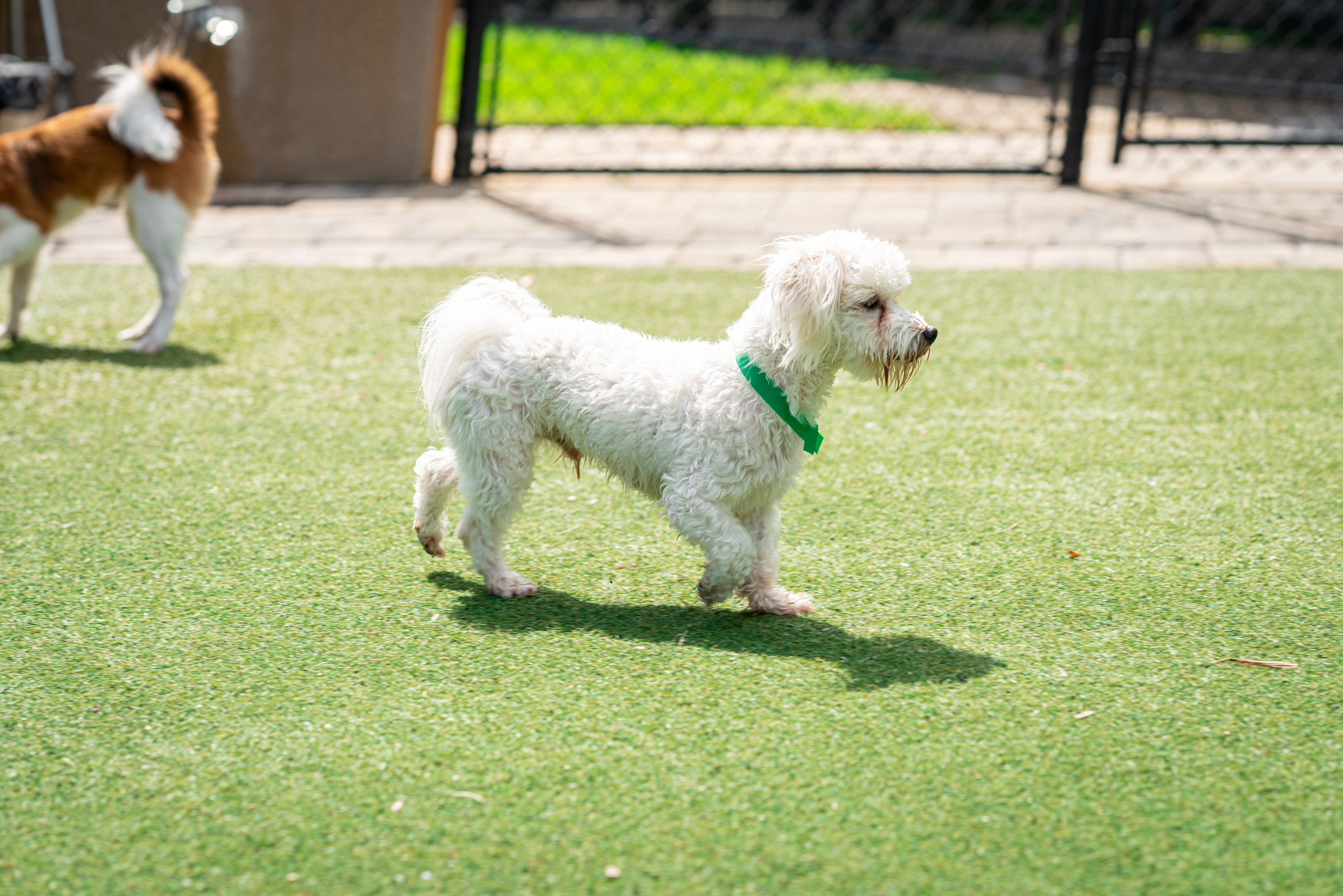 The Lodge at New Tampa Doggie Daycare 