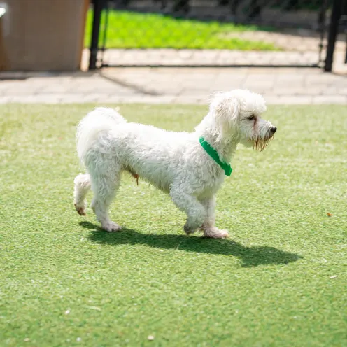 The Lodge at New Tampa Doggie Daycare 