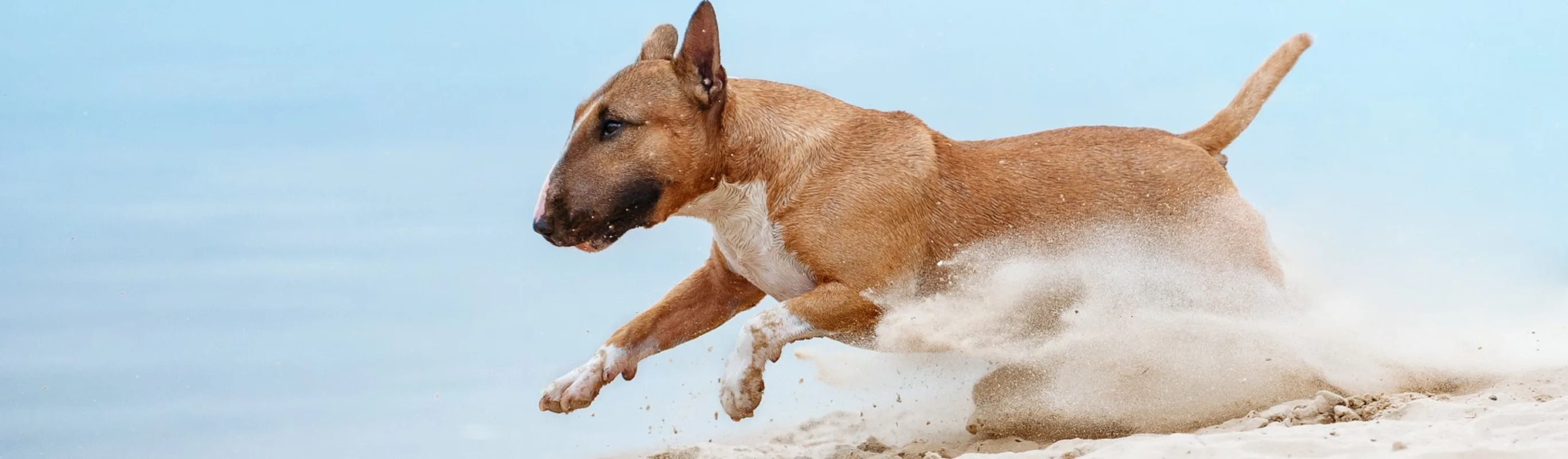 Dog running at the beach. Dog running at the beach.