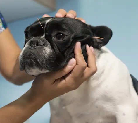 Dog with acupuncture