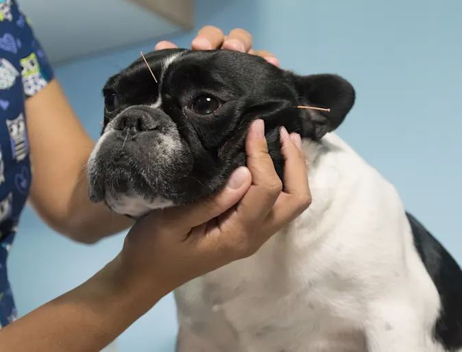 Dog with acupuncture