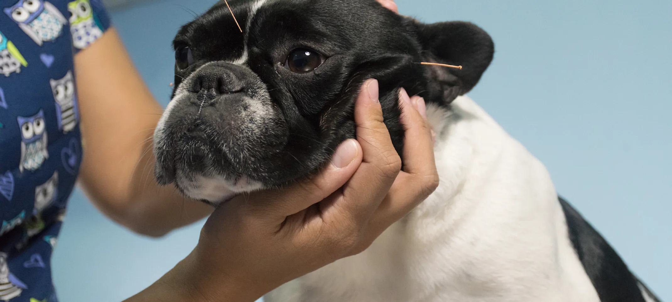 Dog with acupuncture