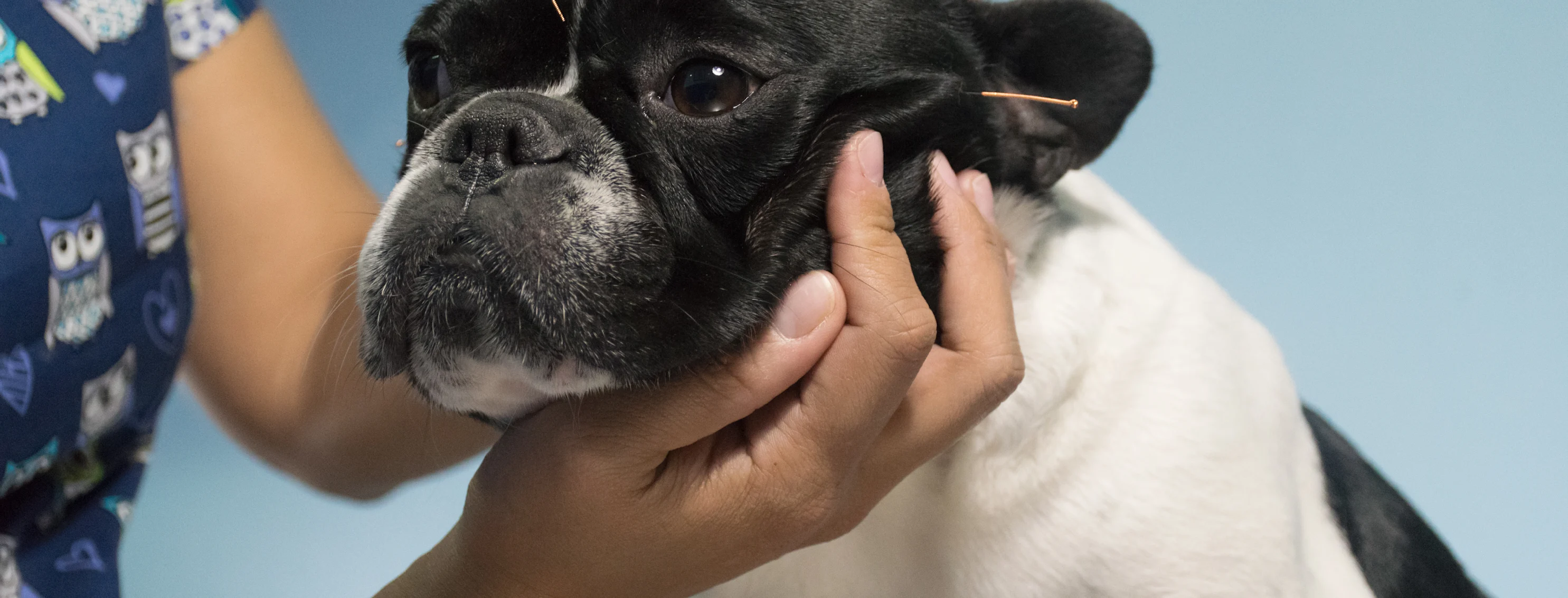 Dog with acupuncture