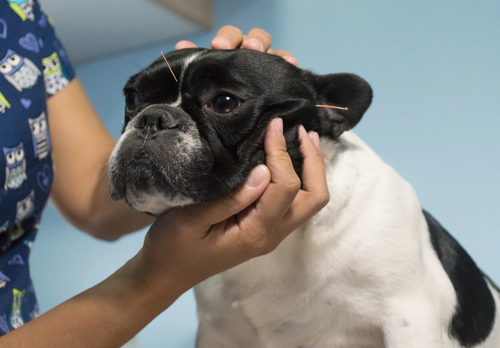 Dog with acupuncture