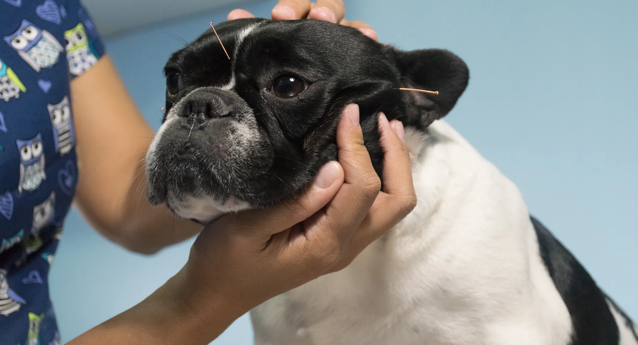 Dog with acupuncture Dog with acupuncture