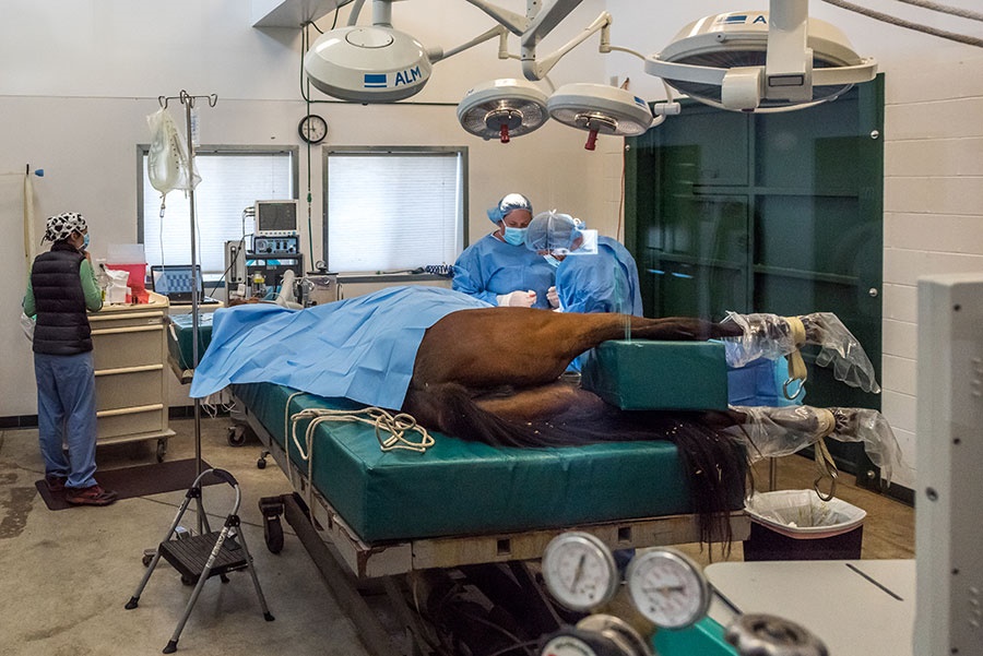 A horse being prepared for a surgery at McKinlay & Peters Equine Hospital