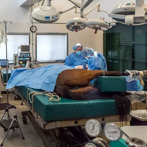A horse being prepared for a surgery at McKinlay & Peters Equine Hospital A horse being prepared for a surgery at McKinlay & Peters Equine Hospital