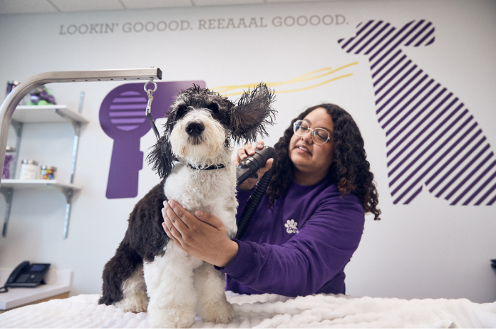 A dog is groomed at PetSuites.