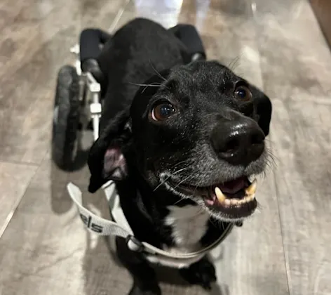 Smiling dog in a mobility cart Smiling dog in a mobility cart