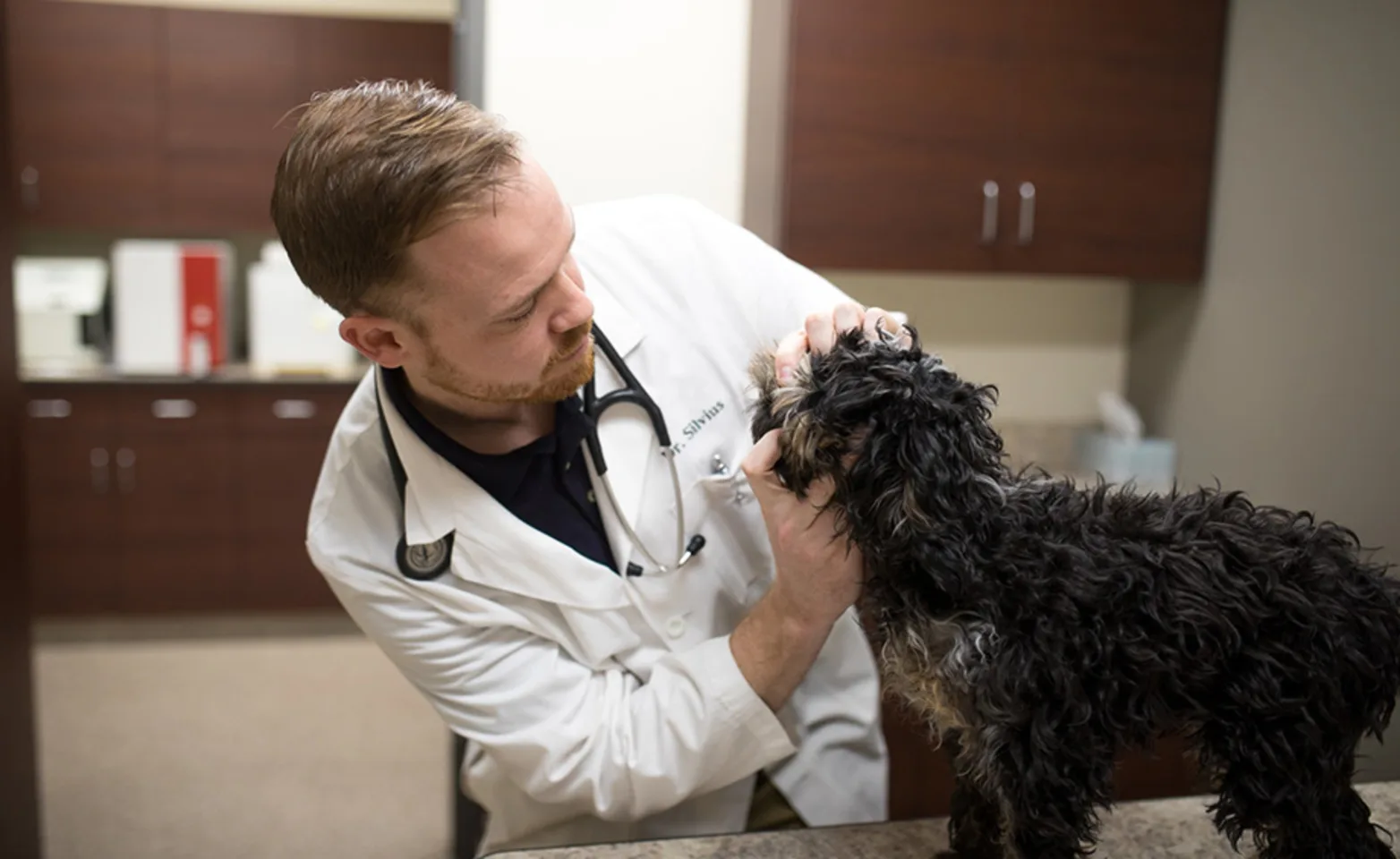 Vet with small black dog Vet with small black dog