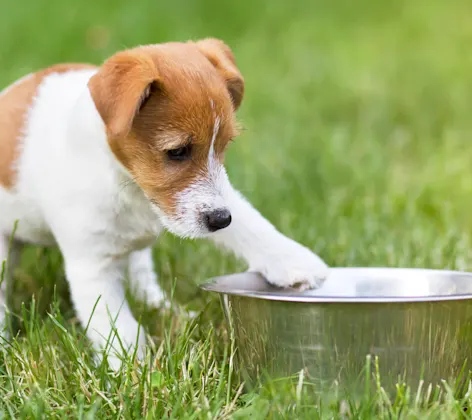 Dog with dog bowl in grass Dog with dog bowl in grass