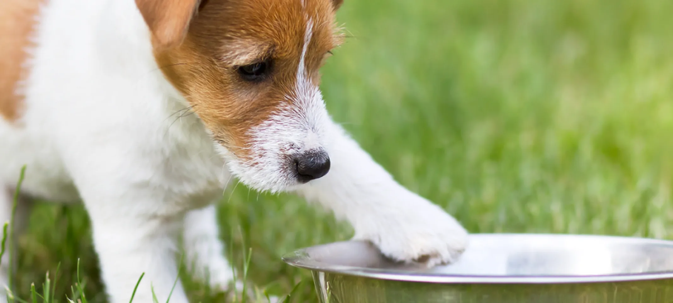 Dog with dog bowl in grass Dog with dog bowl in grass