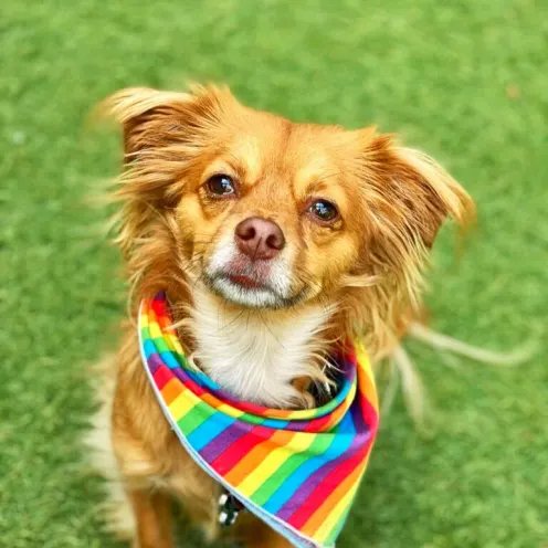 Brown Dog with Rainbow Bandana
