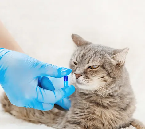 Adult cat laying on a clinical table smelling a pill.