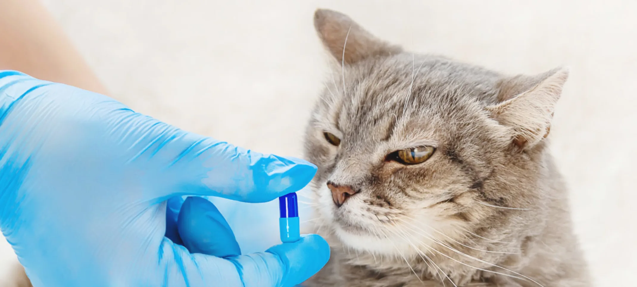 Adult cat laying on a clinical table smelling a pill.