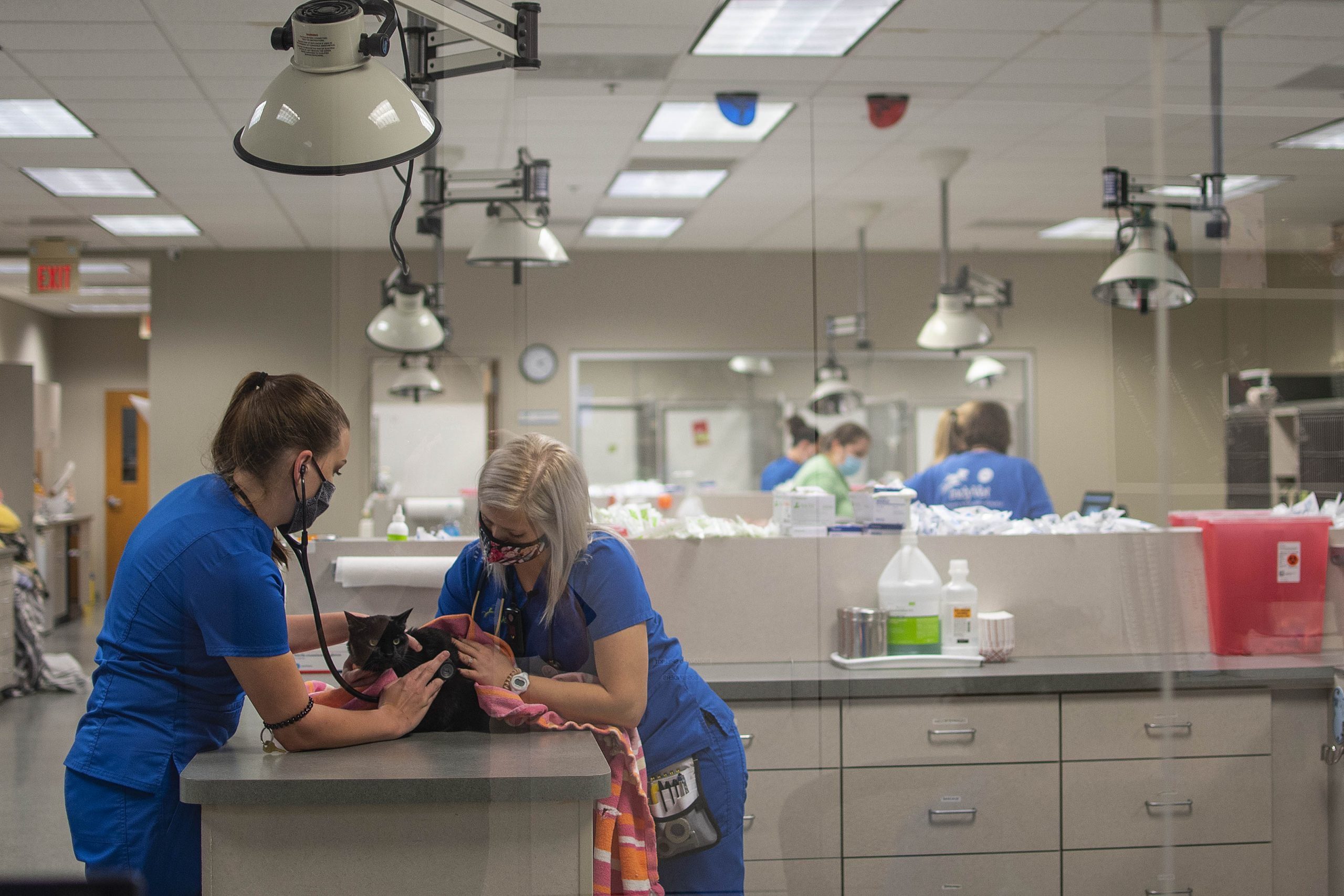 Two staff members conducting a routine check up on a cat