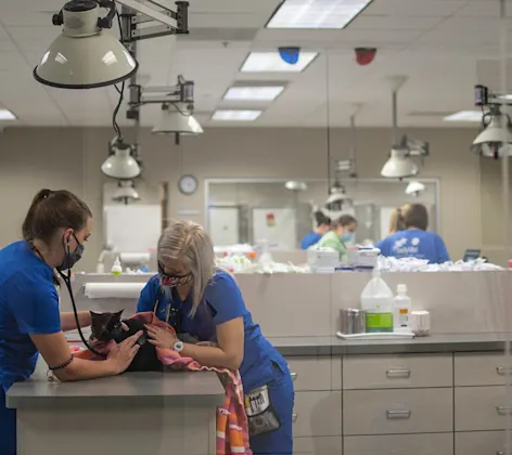Two staff members conducting a routine check up on a cat Two staff members conducting a routine check up on a cat