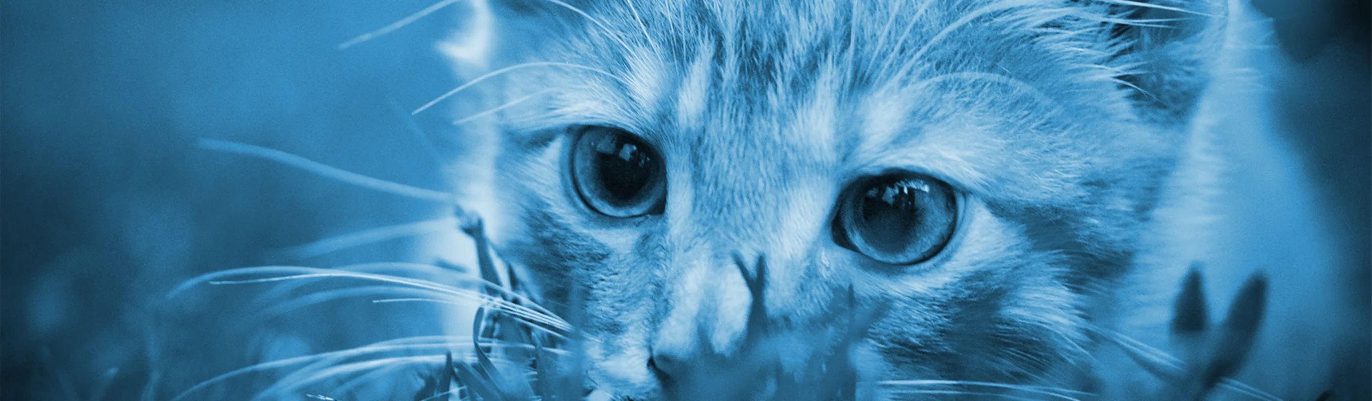 A close up of the face of a tan/orange cat laying in the grass A close up of the face of a tan/orange cat laying in the grass