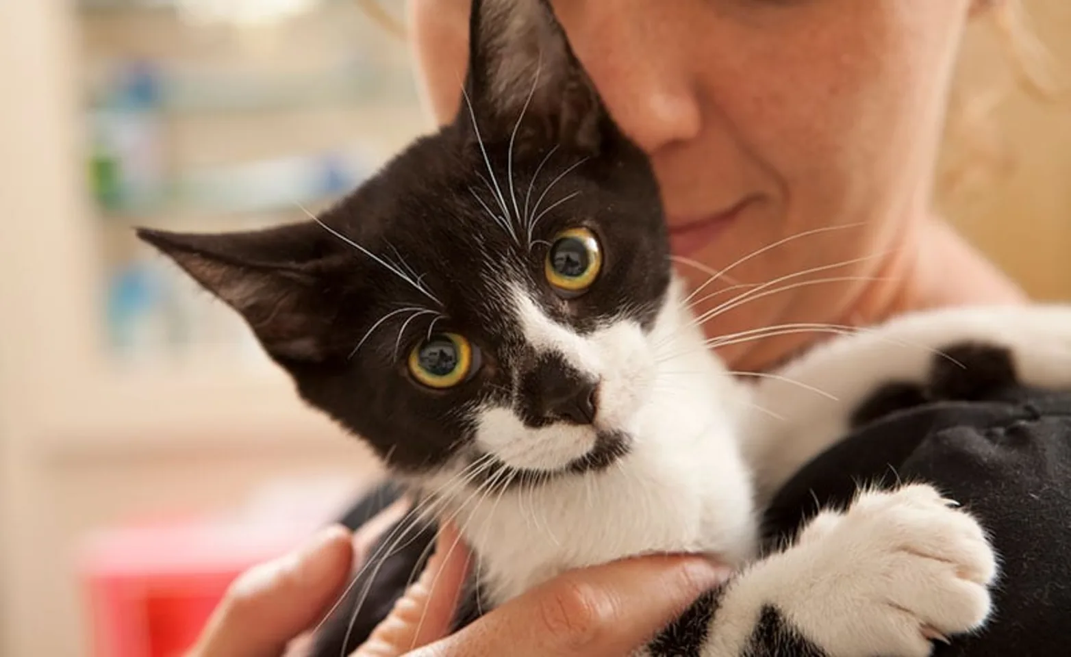 Staff comforting a black and white cat Staff comforting a black and white cat