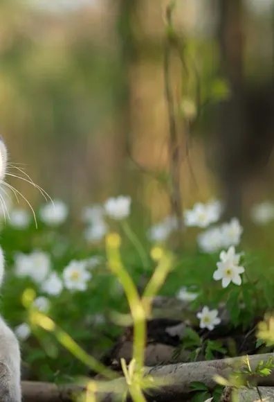 Cat in forest surrounded by white flowers Cat in forest surrounded by white flowers