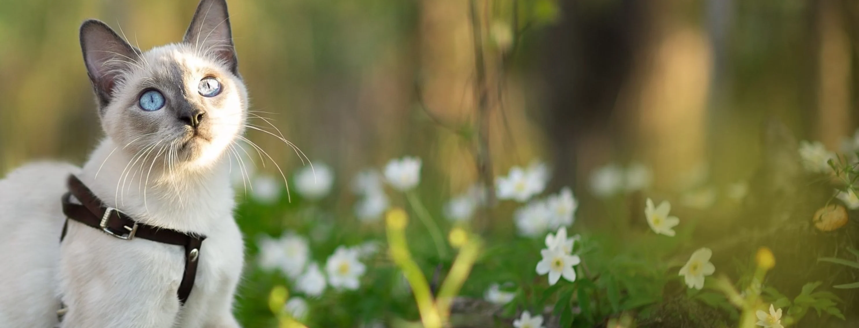 Cat in forest surrounded by white flowers Cat in forest surrounded by white flowers
