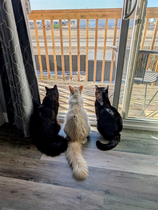 Three cats sitting and staring outside