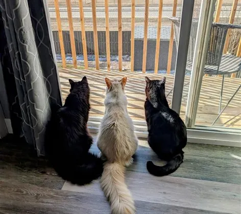 Three cats sitting and staring outside Three cats sitting and staring outside