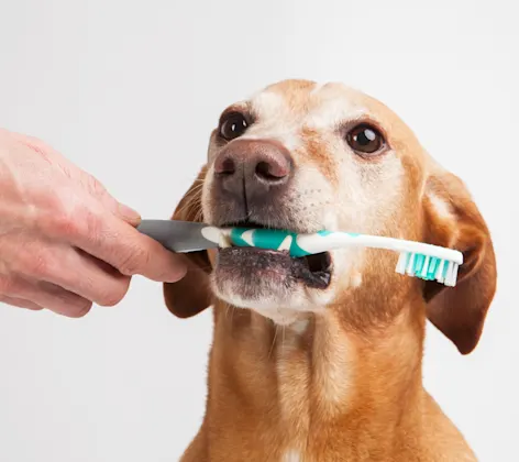 Dog with toothbrush Dog with toothbrush