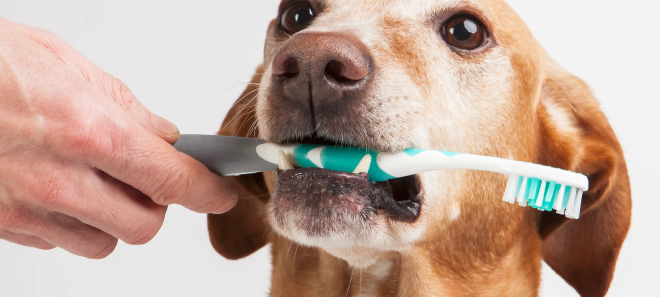 Dog with toothbrush