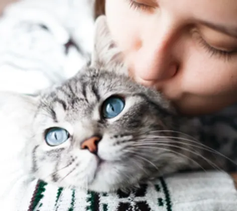 A lady holding and kissing her gray cat with blue eyes