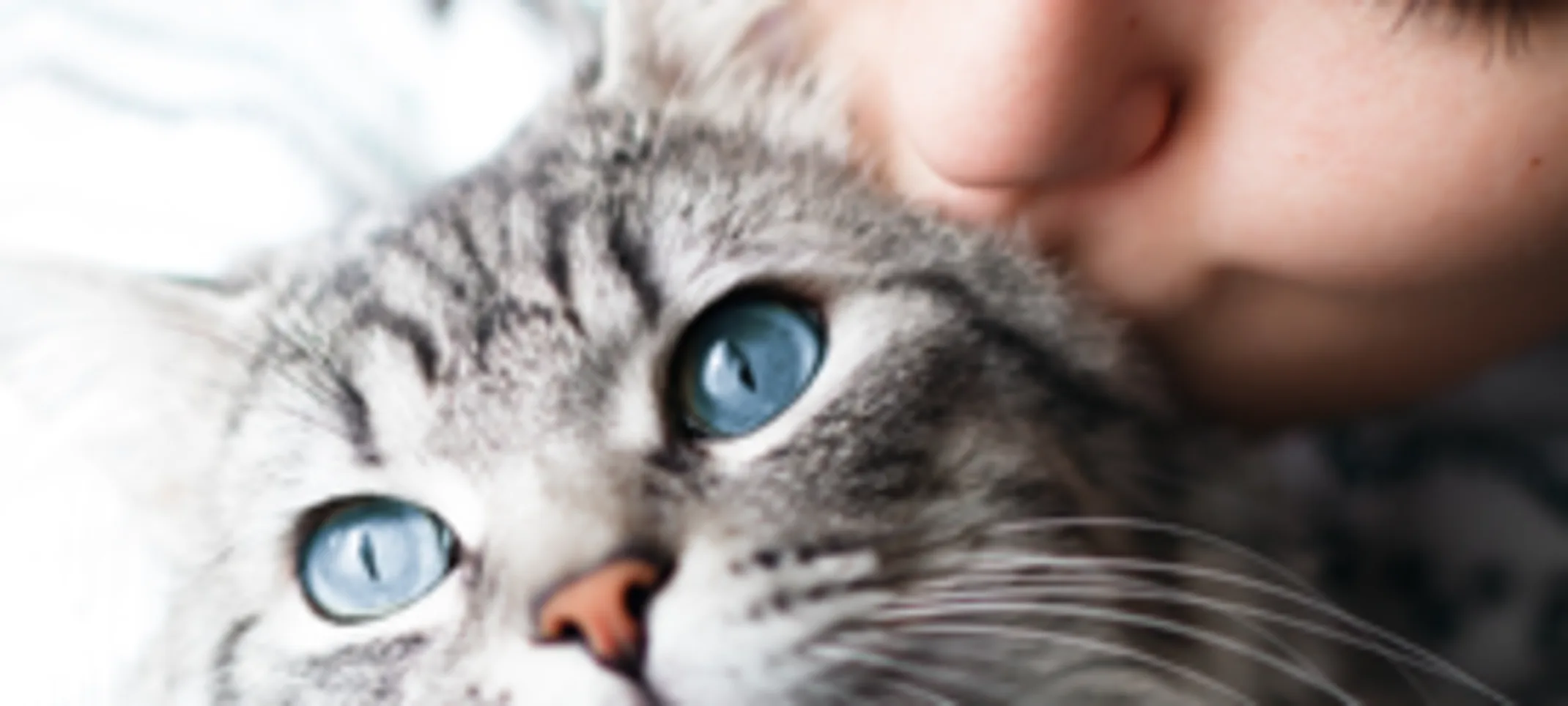 A lady holding and kissing her gray cat with blue eyes