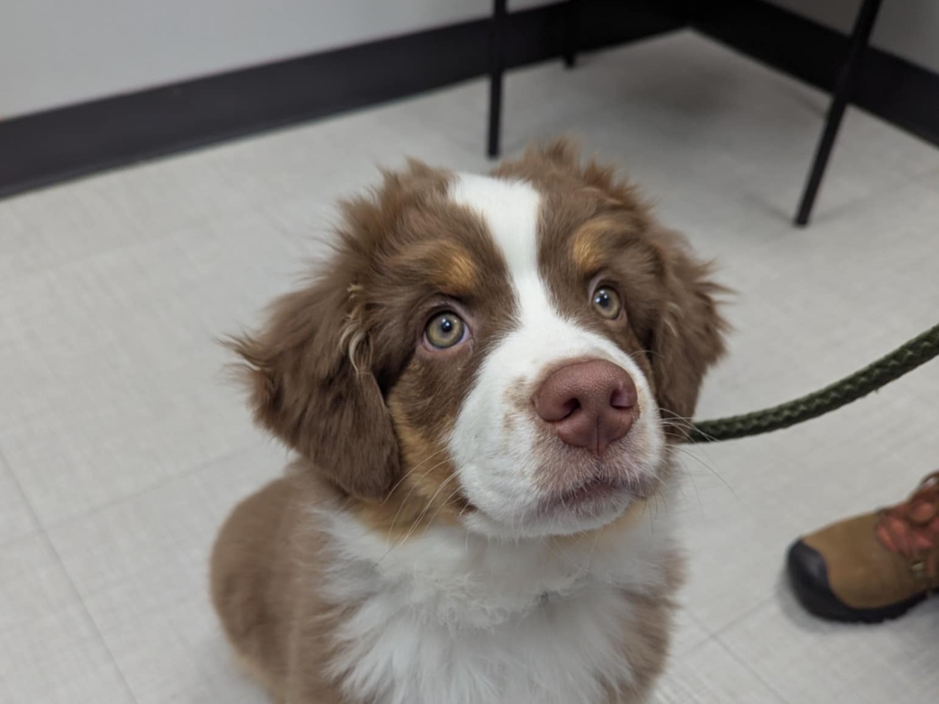 Brown dog sitting and smiling