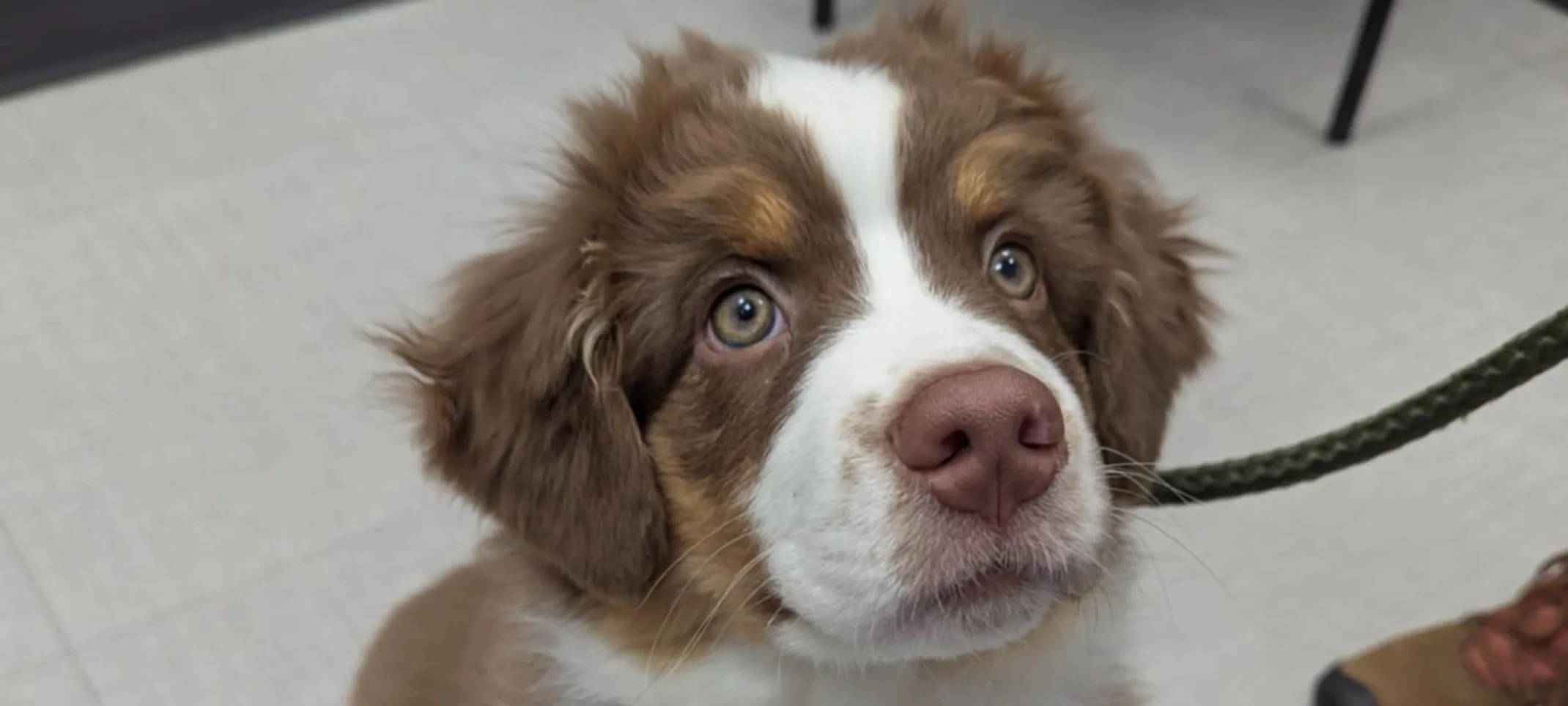 Brown dog sitting and smiling Brown dog sitting and smiling