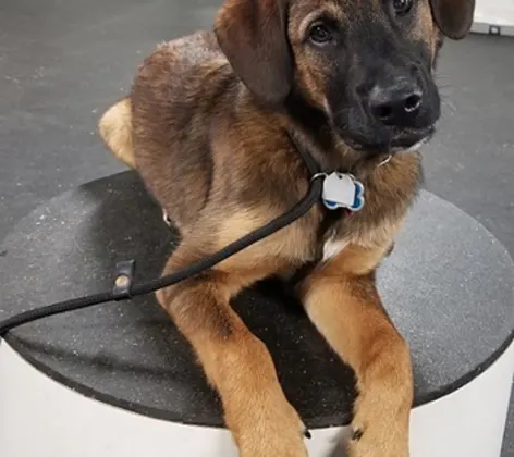 A puppy rests on a stool with its head cocked A puppy rests on a stool with its head cocked
